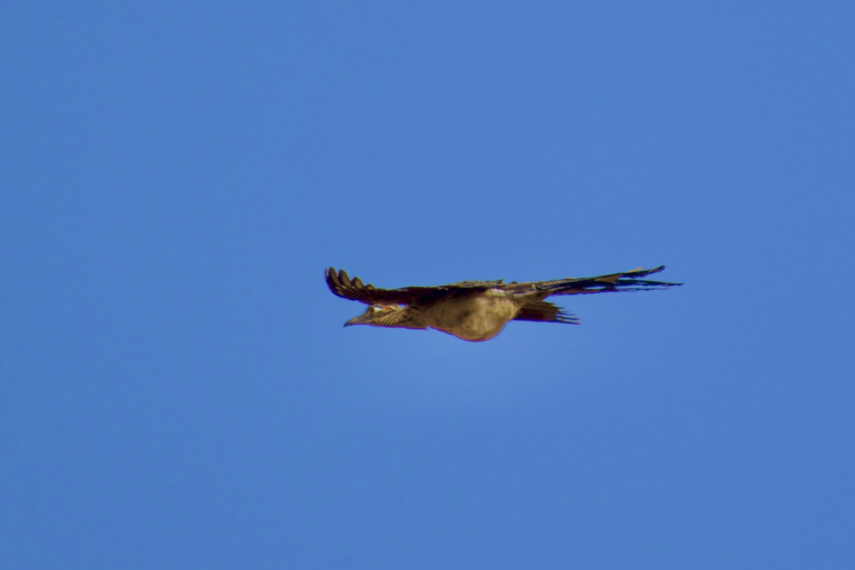 Greater Roadrunner - ML622828899