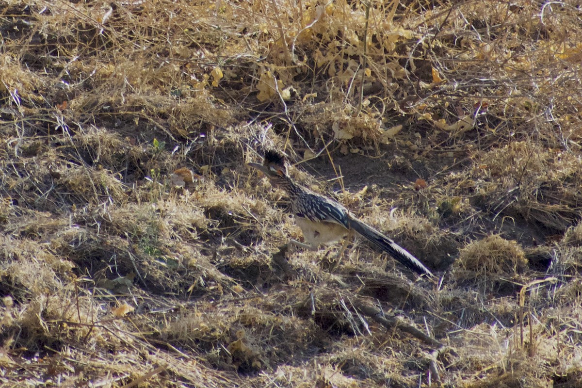 Greater Roadrunner - ML622828907