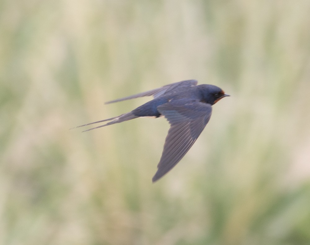 Golondrina Común (rustica) - ML622828914