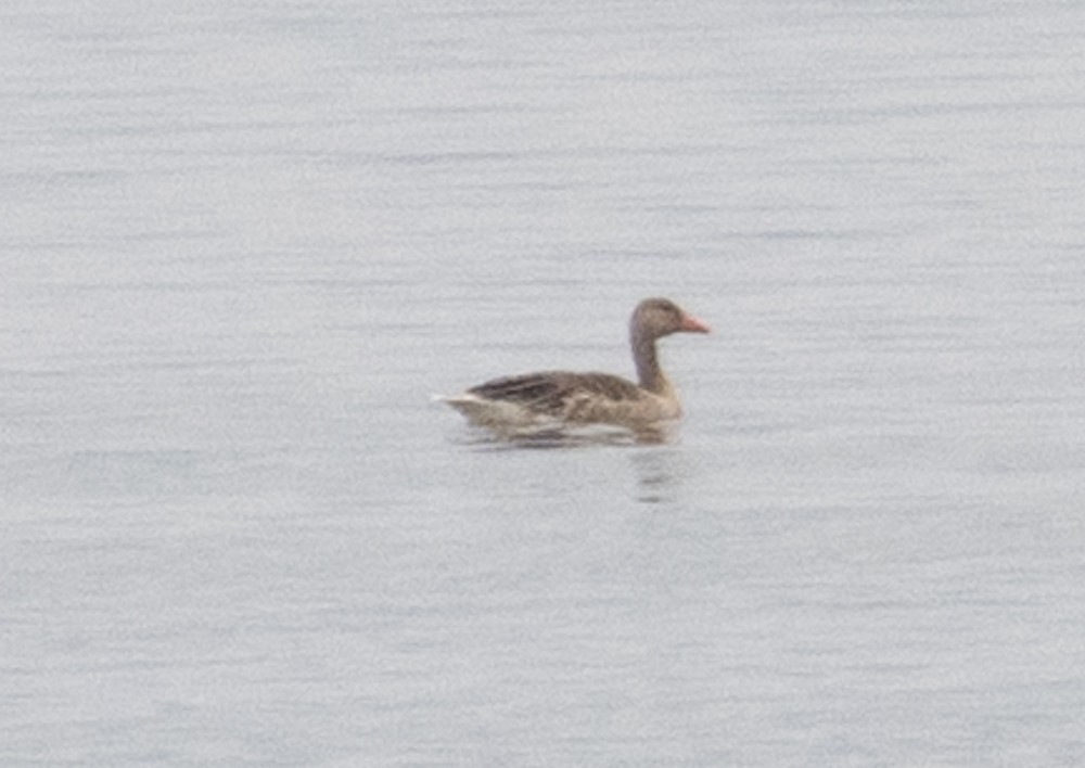 Graylag Goose - Lindy Fung