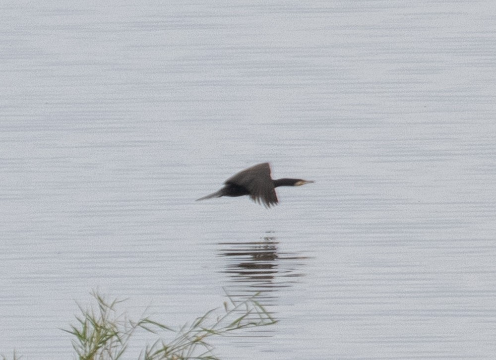 Cormorán Grande (euroasiático) - ML622828926