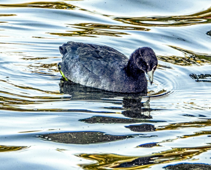 American Coot - Laura Brown