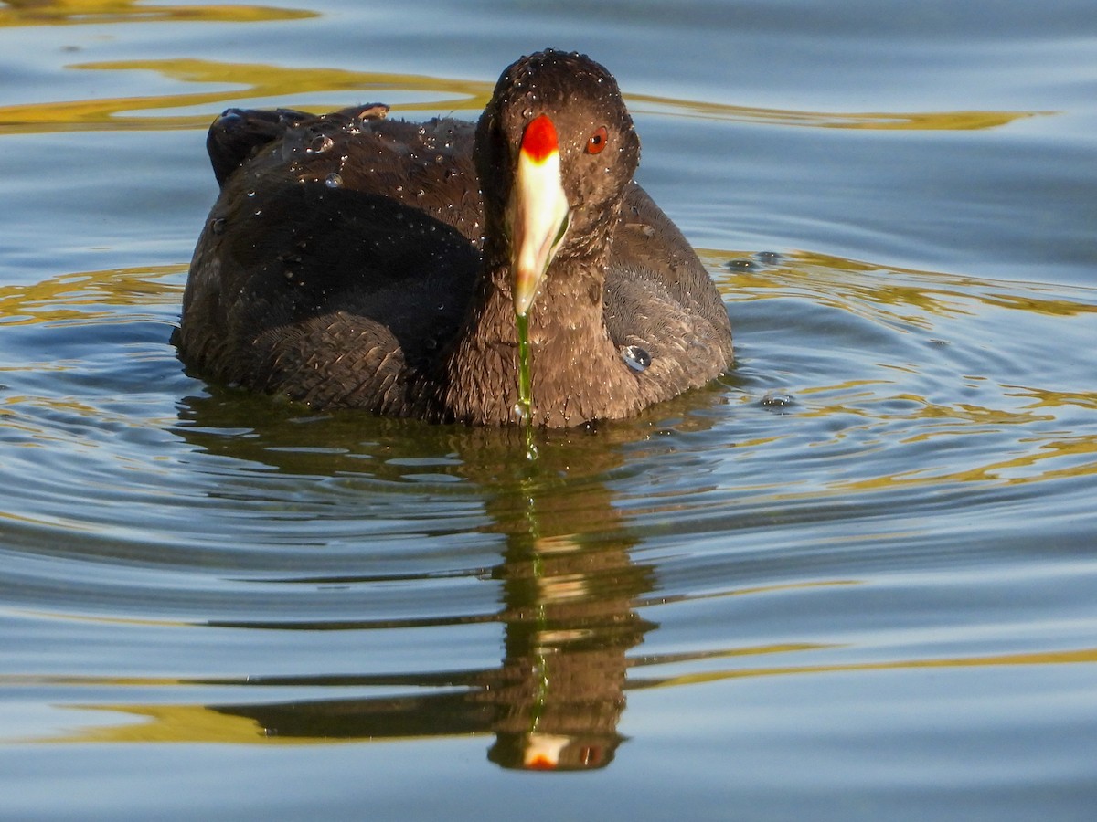 American Coot (Red-shielded) - ML622828962