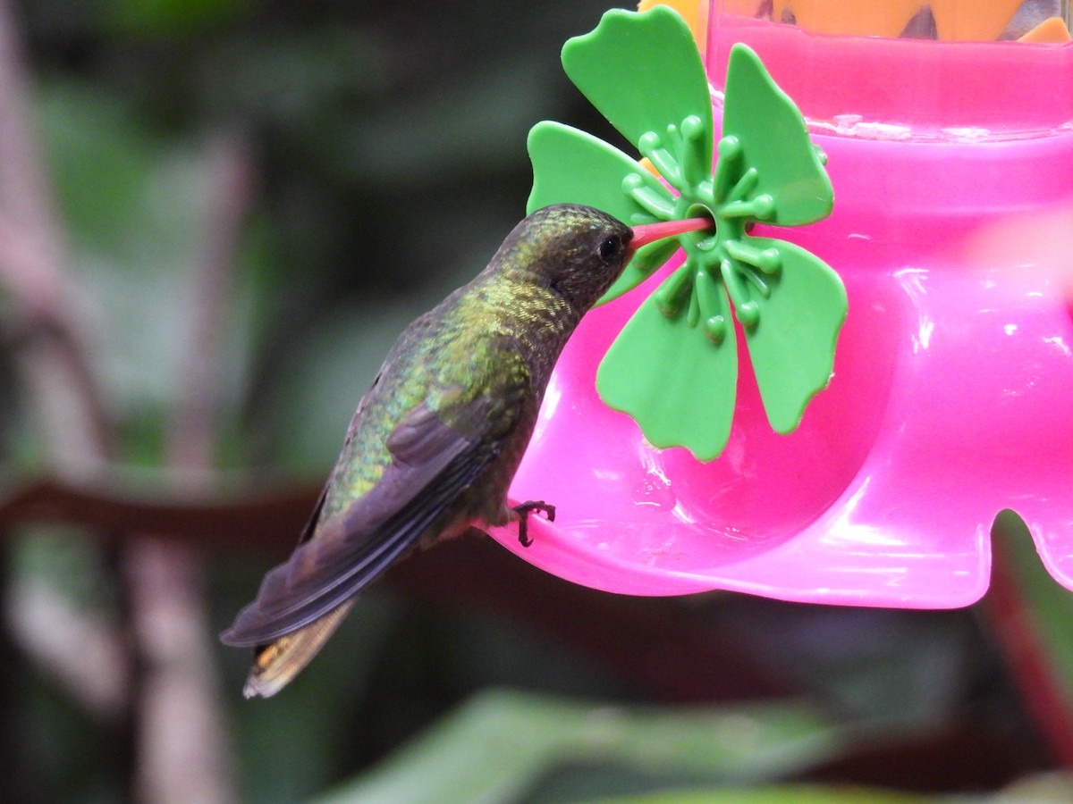 Glittering-bellied Emerald - ML622828981