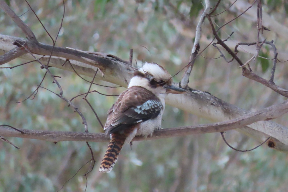 Laughing Kookaburra - Sandra Henderson