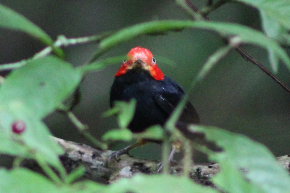 Red-capped Manakin - Tommy DeBardeleben