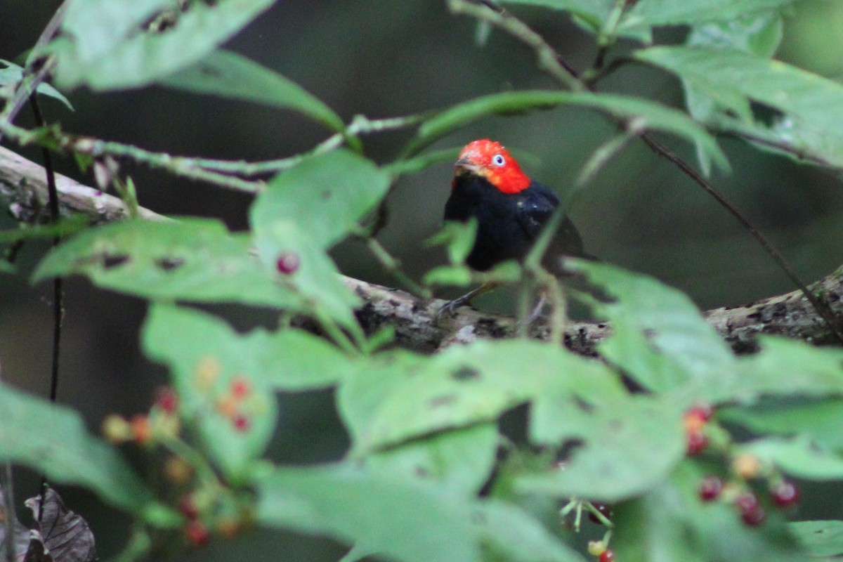 Red-capped Manakin - Tommy DeBardeleben