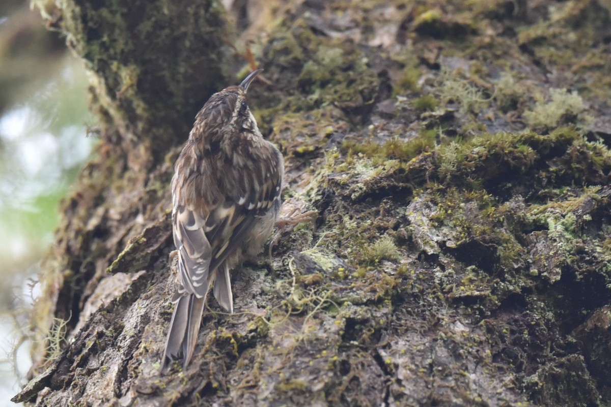 Американская пищуха - ML622829011