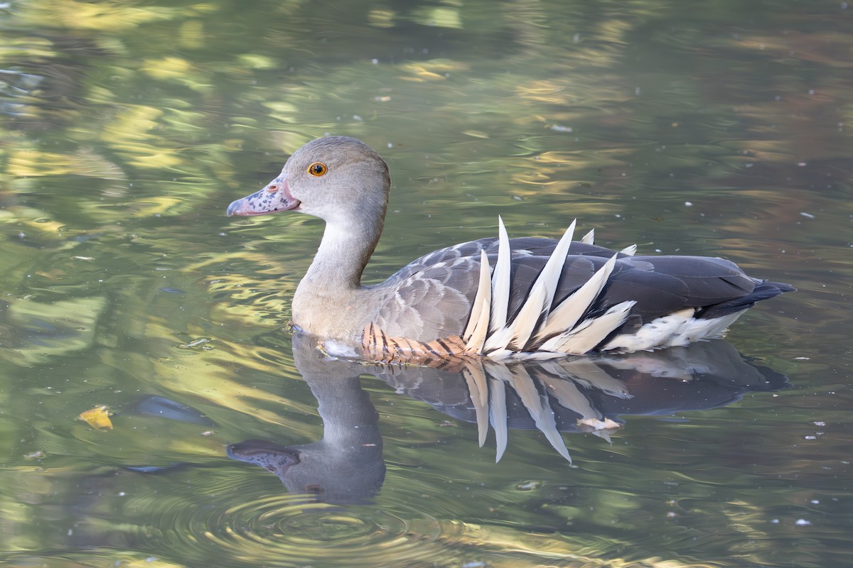 Plumed Whistling-Duck - ML622829014