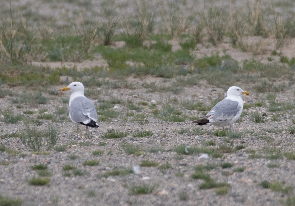 Gaviota Argéntea (Mongolia) - ML622829075