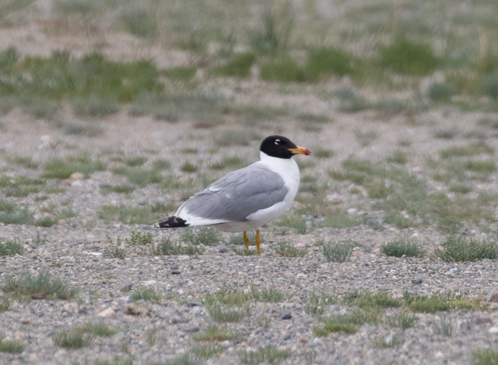 Pallas's Gull - Lindy Fung