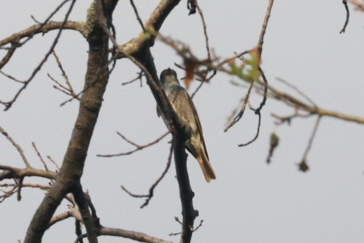 Olive-sided Flycatcher - ML622829145