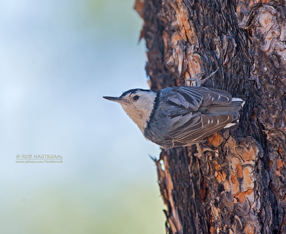 White-breasted Nuthatch (Interior West) - Rob Nagtegaal