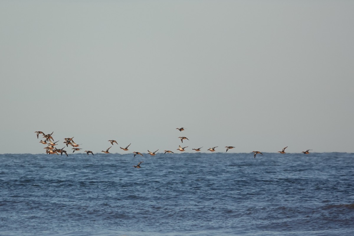 Northern Shoveler - ML622829184