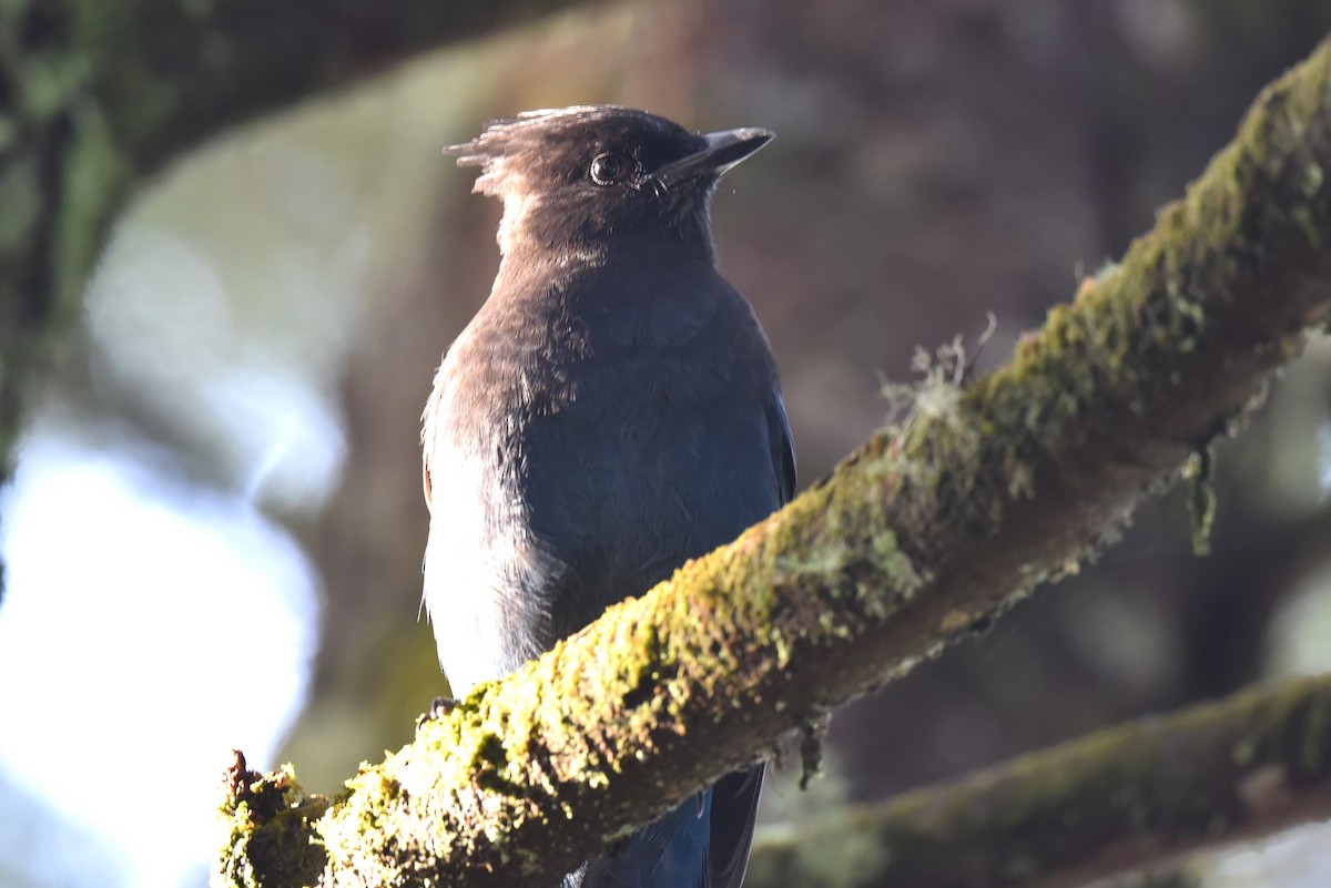 Steller's Jay - Christoph Randler