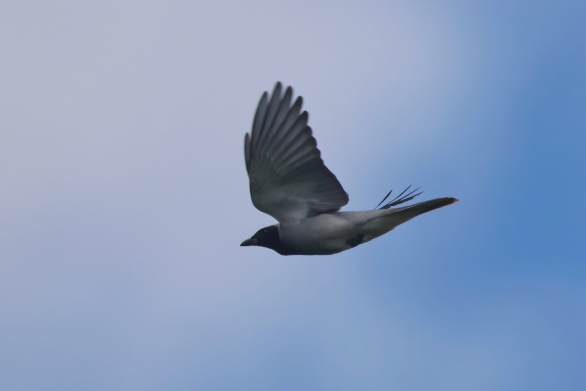 Black-faced Cuckooshrike - Dennis Devers