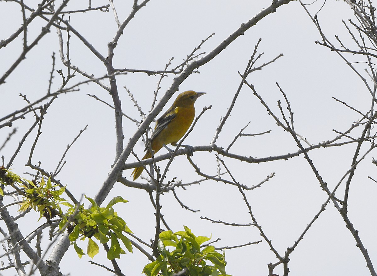 Baltimore Oriole - Igor Sokolov