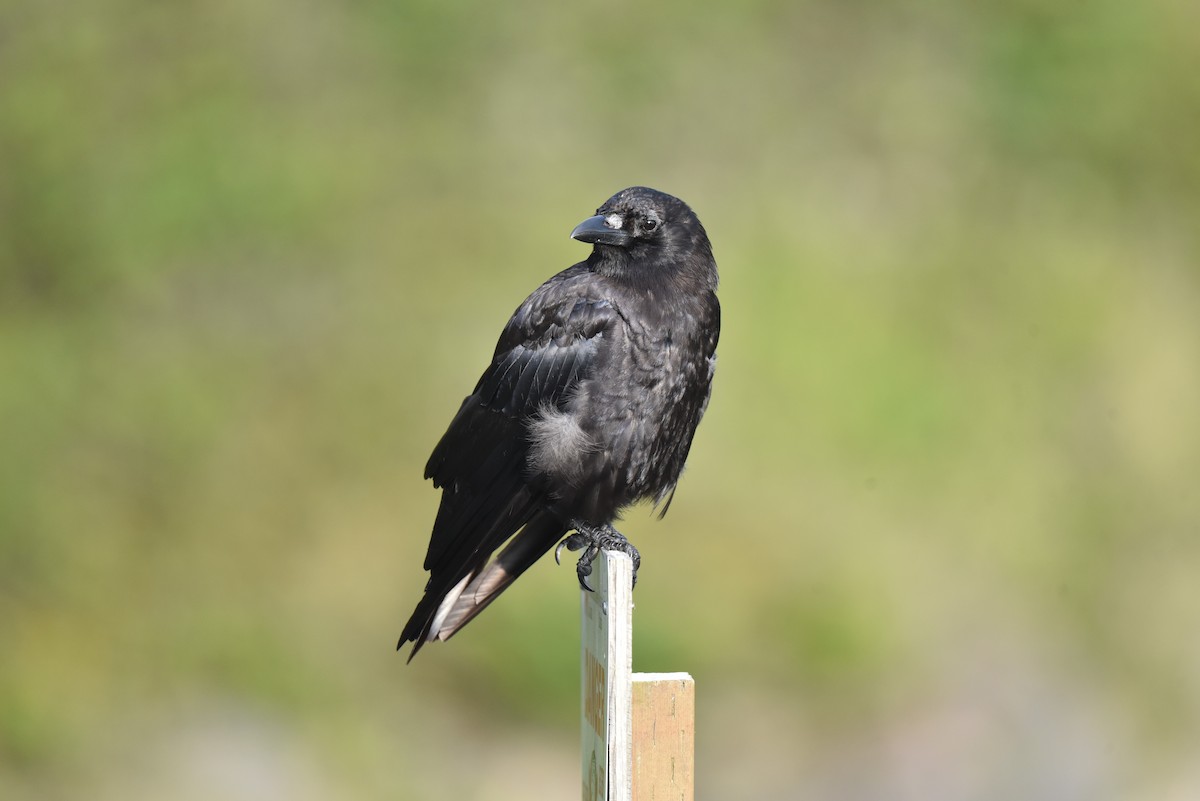 American Crow - Christoph Randler