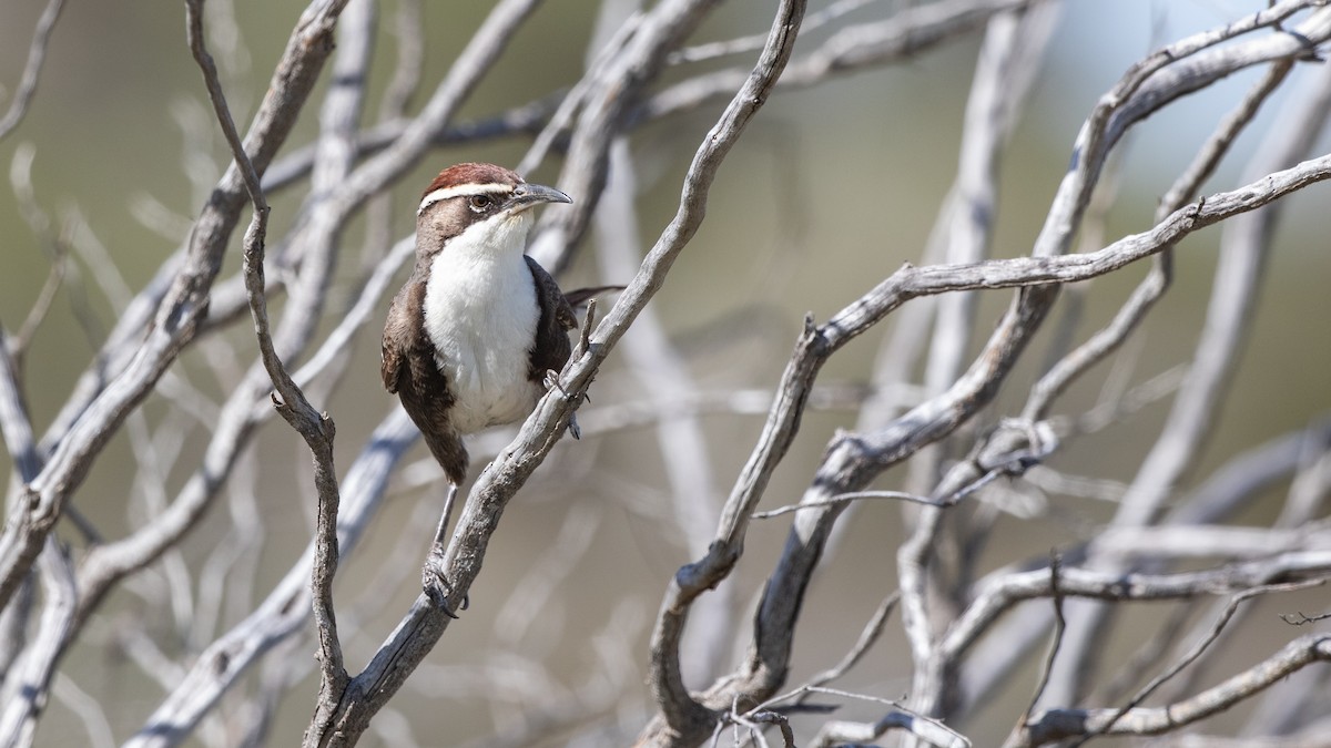 Chestnut-crowned Babbler - James Bennett