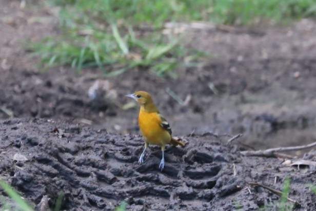 Oriole de Baltimore - ML622829277