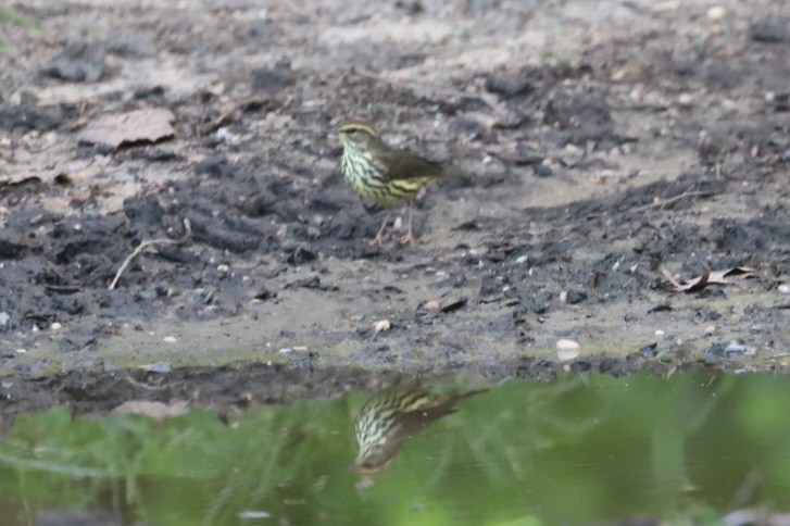 Northern Waterthrush - ML622829280