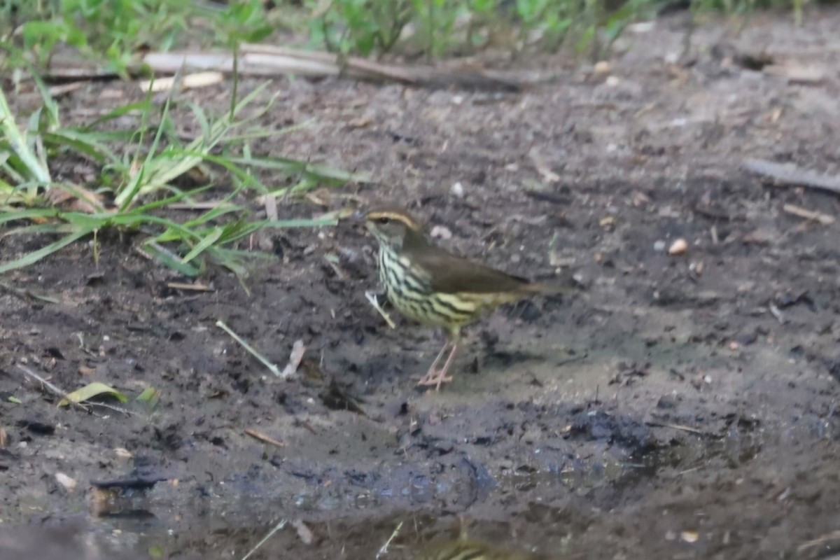 Northern Waterthrush - ML622829281