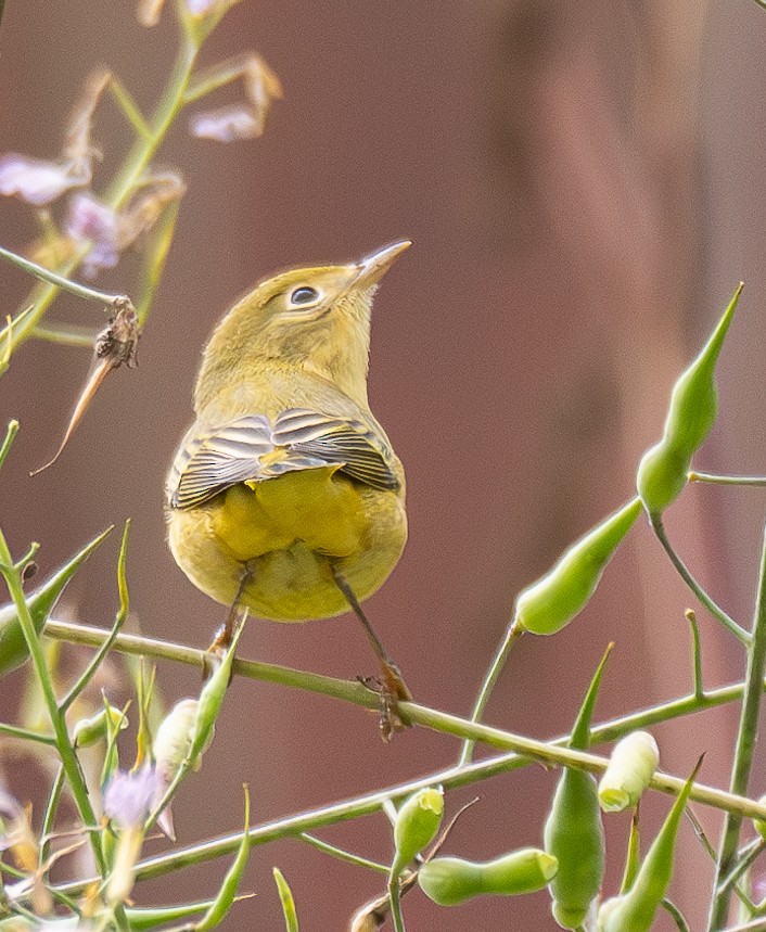 Yellow Warbler - Elizabeth Crouthamel