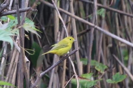 Yellow Warbler - ML622829288