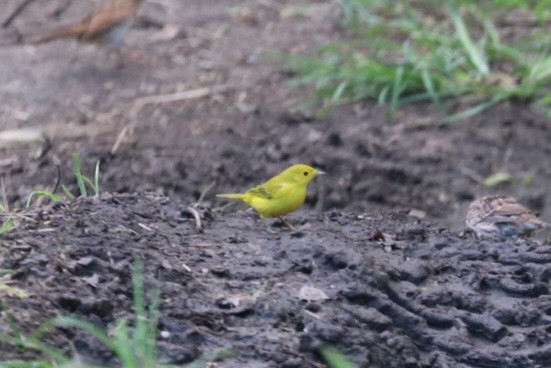 Yellow Warbler - ML622829289