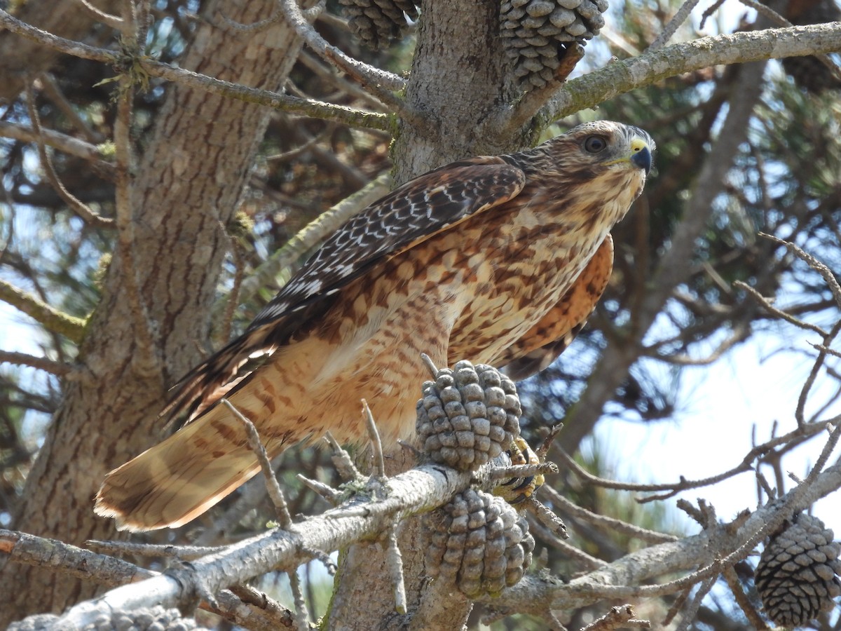 Red-shouldered Hawk - Erica Rutherford/ John Colbert