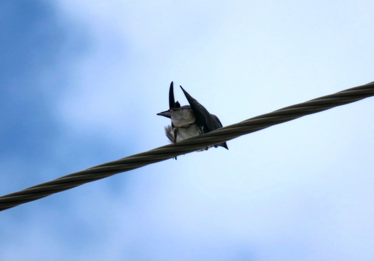 Purple Martin (hesperia) - Jennie MacFarland