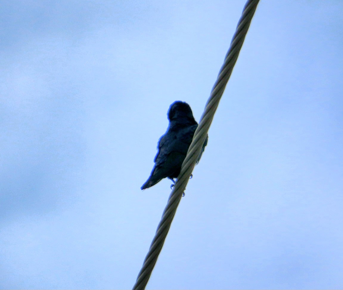 Purple Martin (hesperia) - ML622829330