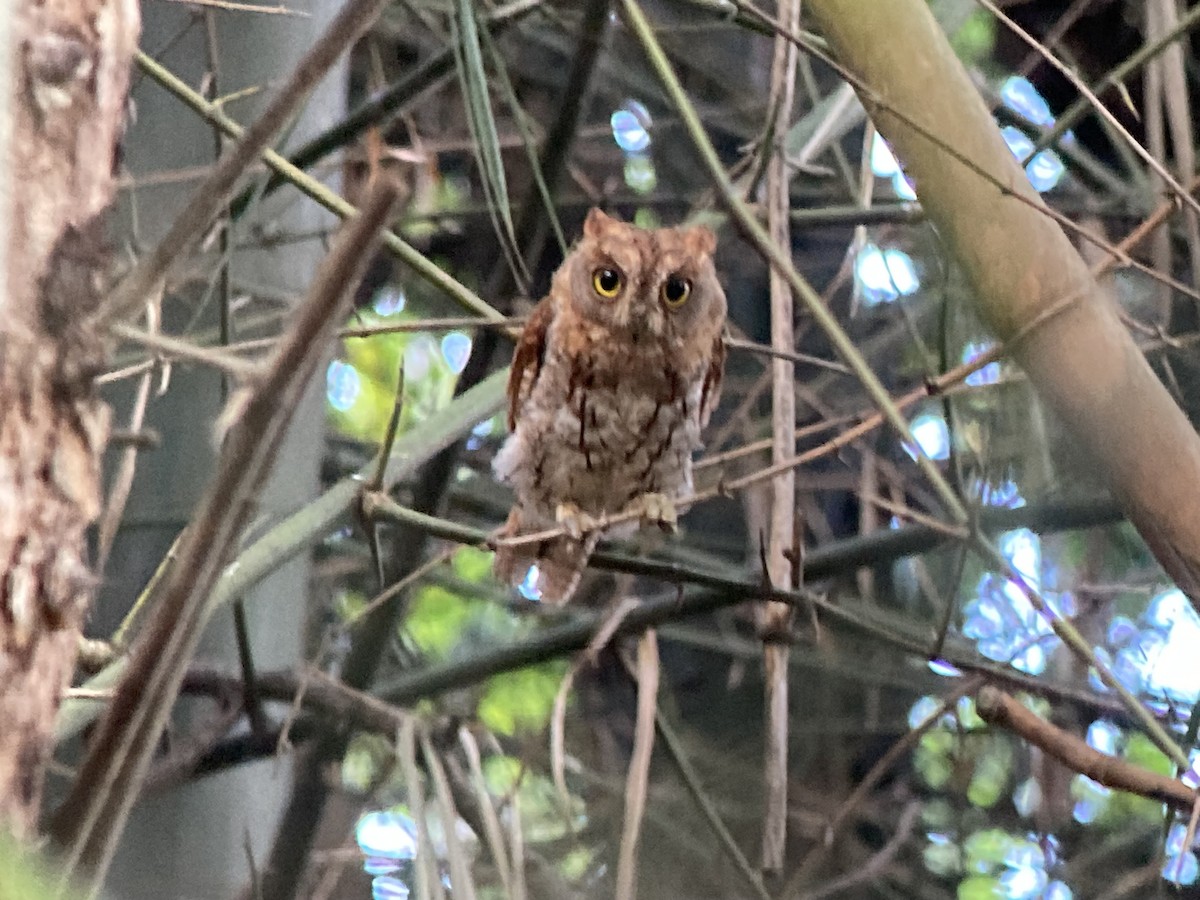 Oriental Scops-Owl - ML622829345