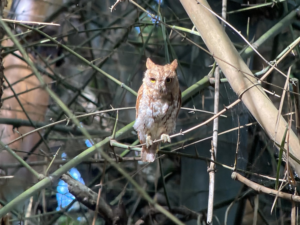 Oriental Scops-Owl - ML622829347