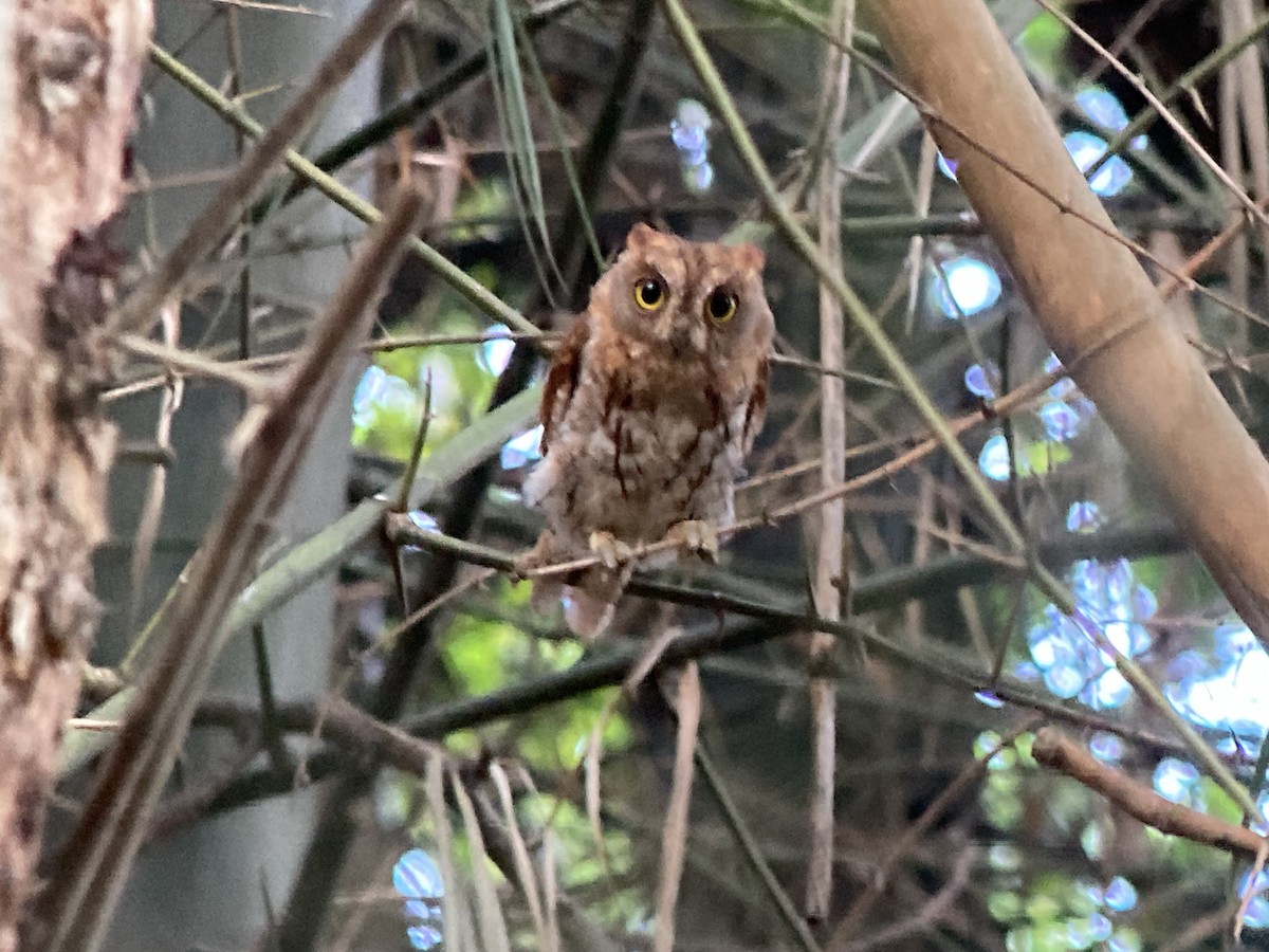 Oriental Scops-Owl - ML622829349