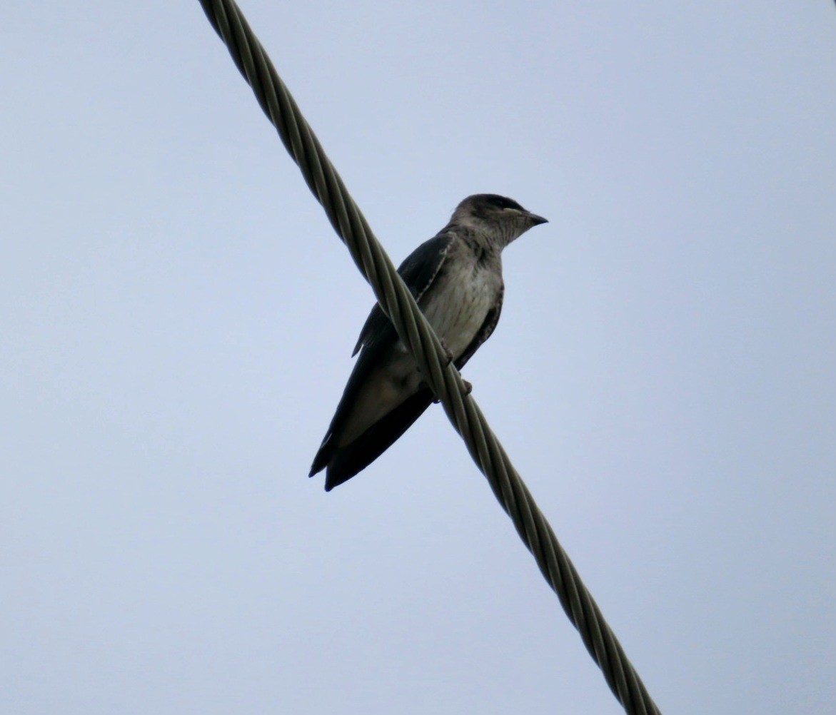 Golondrina Purpúrea (hesperia) - ML622829350