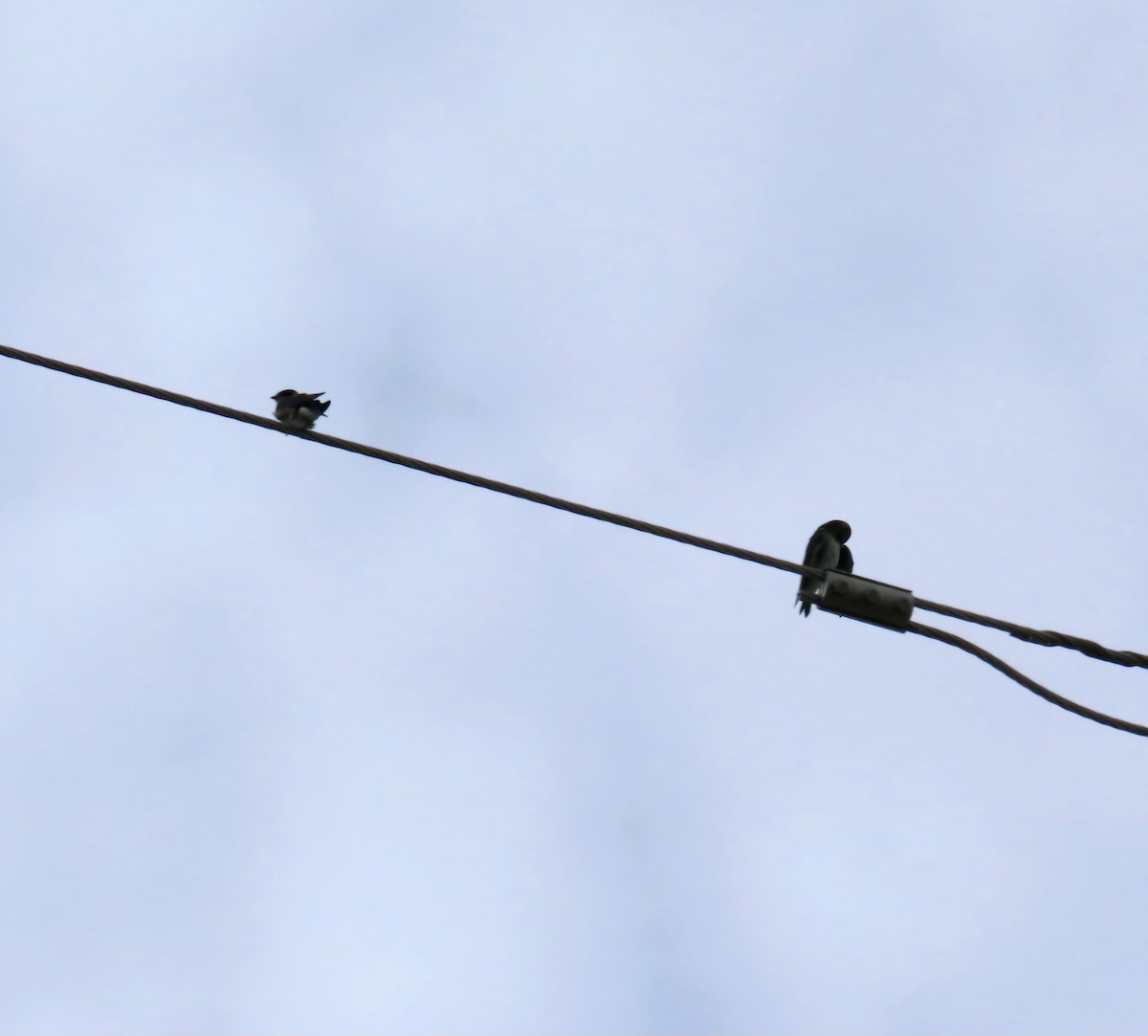 Golondrina Purpúrea (hesperia) - ML622829371