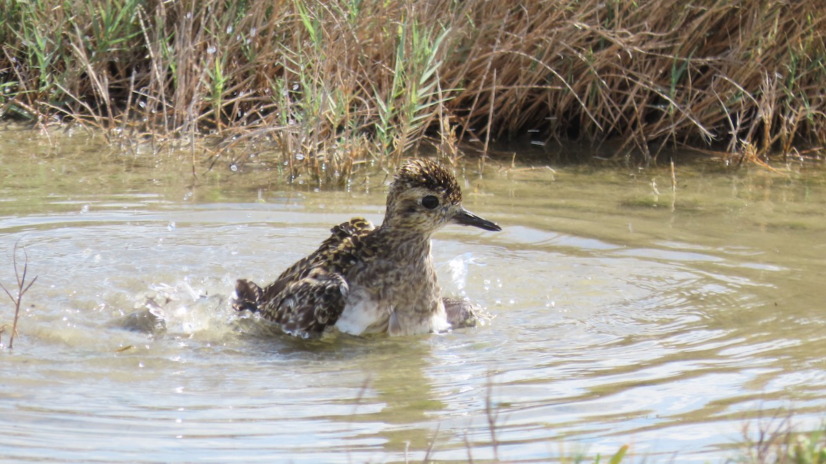 Pacific Golden-Plover - Oliver  Komar