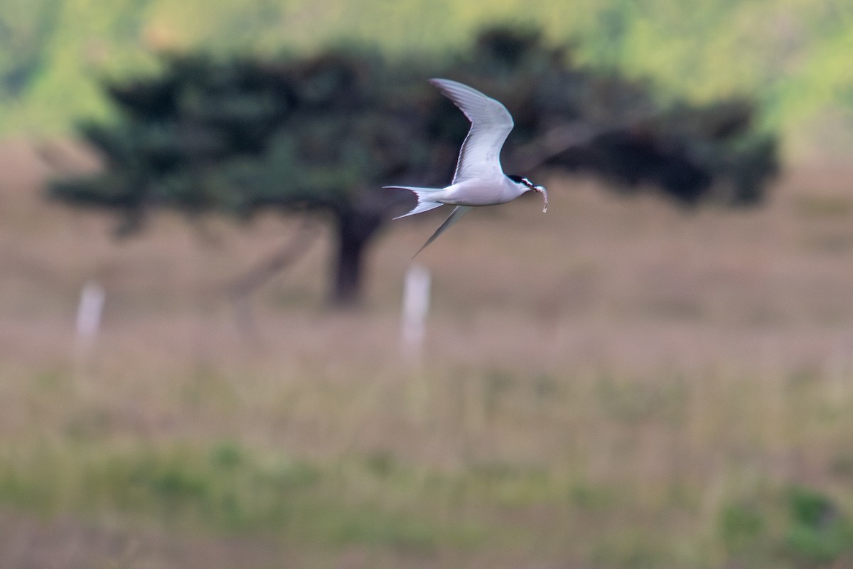 Aleutian Tern - ML622829567