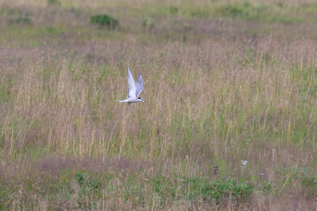 Aleutian Tern - ML622829569