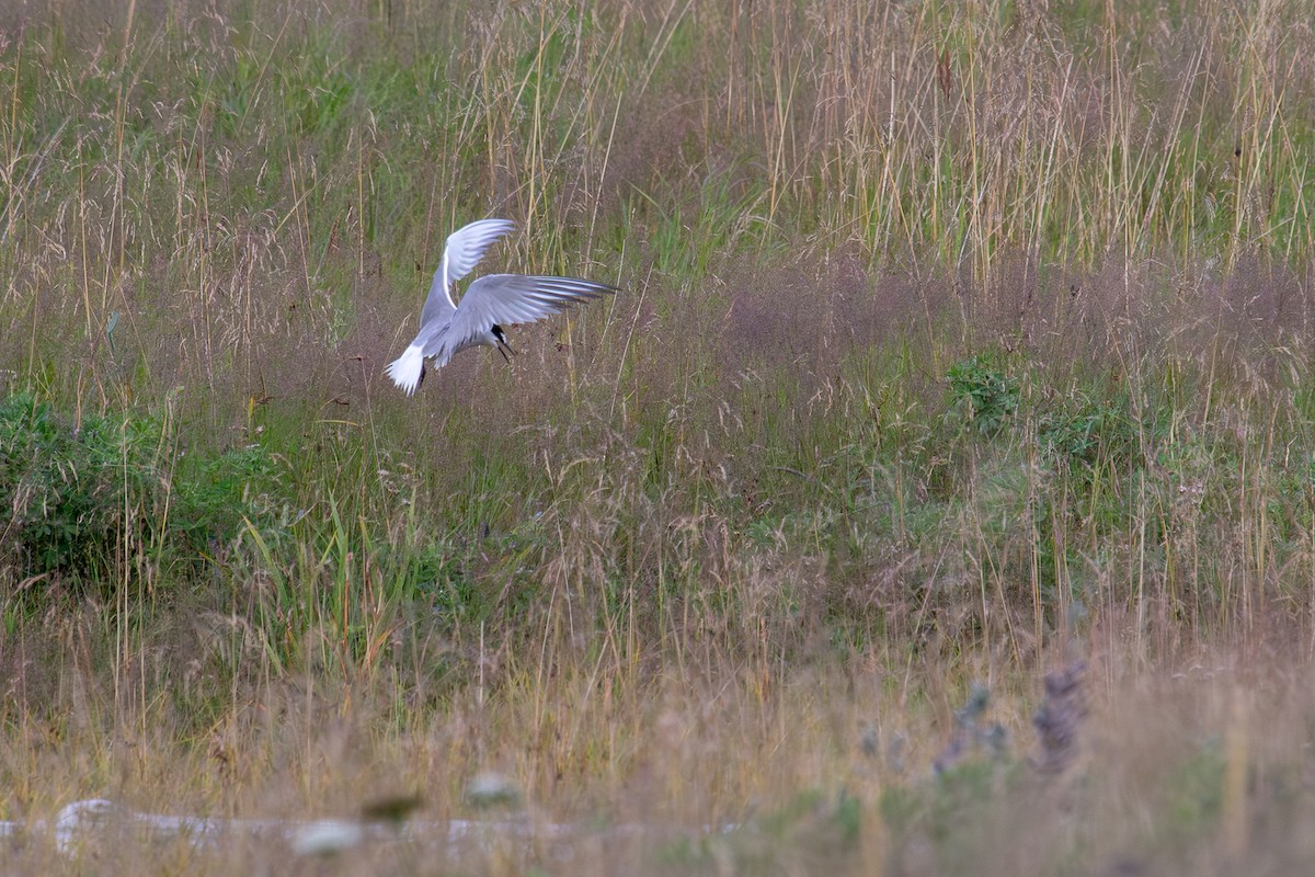 Aleutian Tern - ML622829570