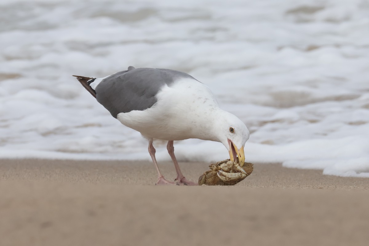 Western Gull - ML622829572