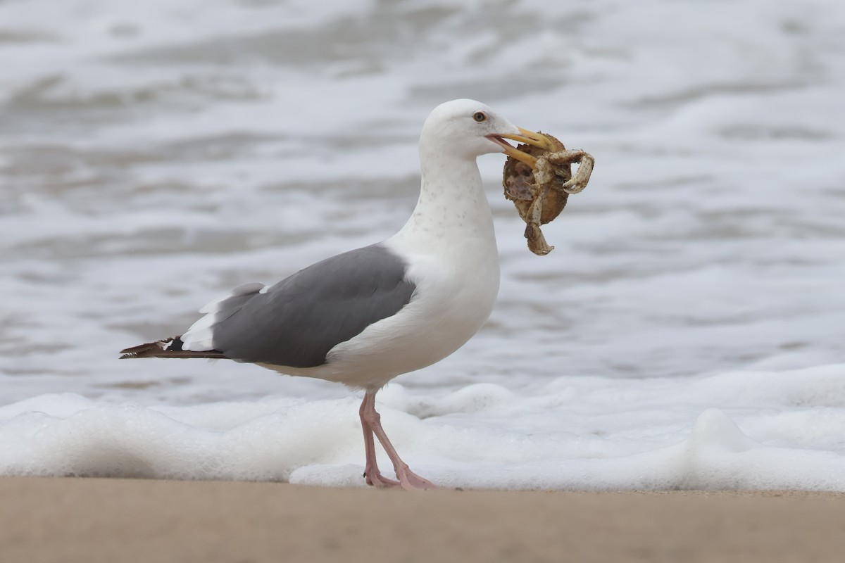 Western Gull - ML622829575