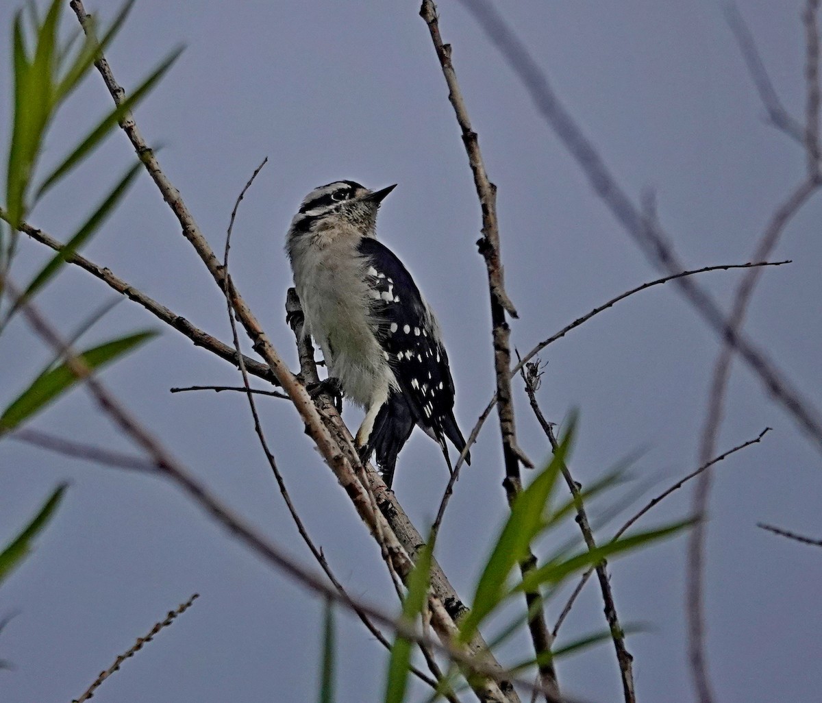 Downy Woodpecker - ML622829600