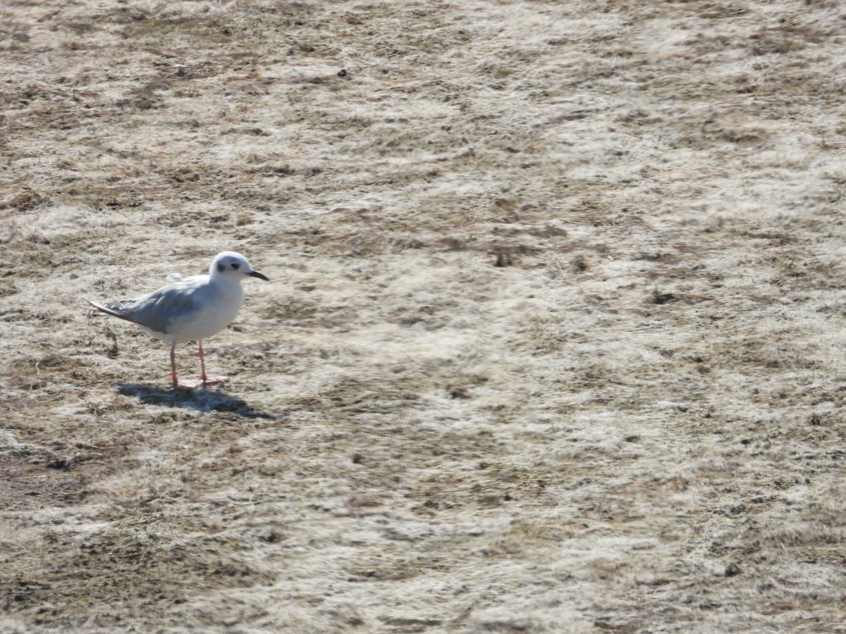 Bonaparte's Gull - ML622829601