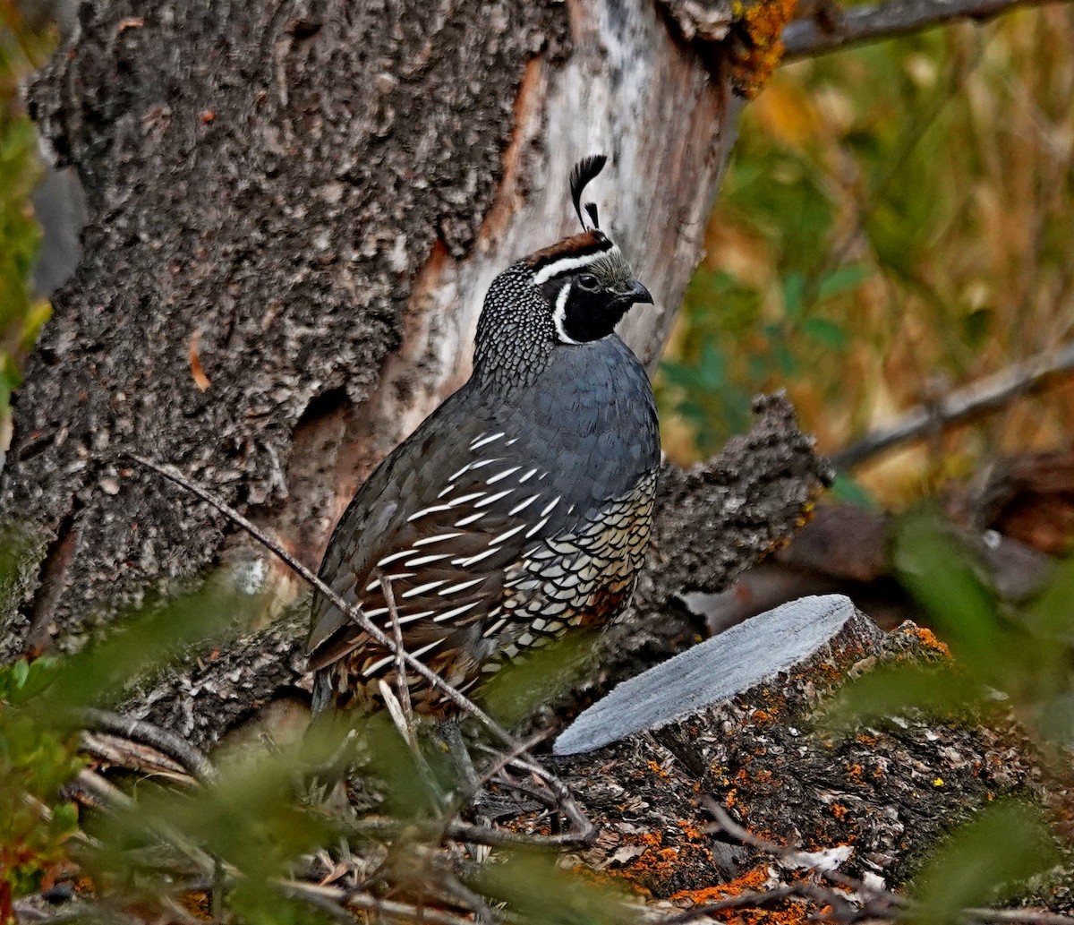 California Quail - ML622829602