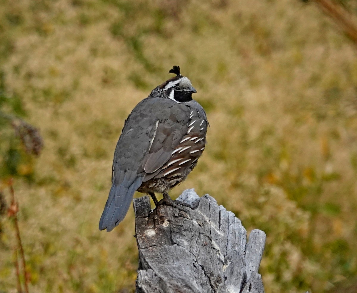 California Quail - ML622829603