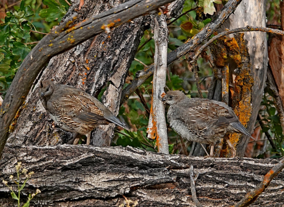 California Quail - ML622829604