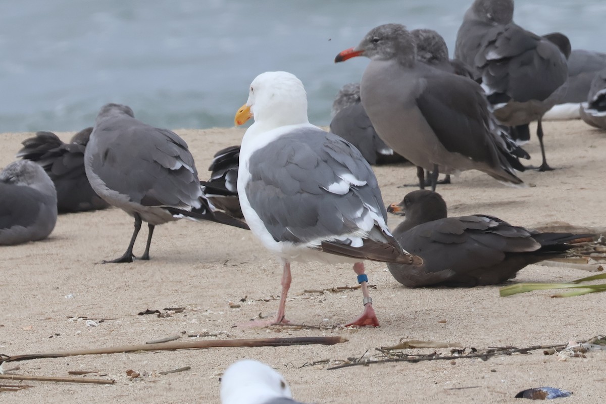 Western Gull - ML622829639