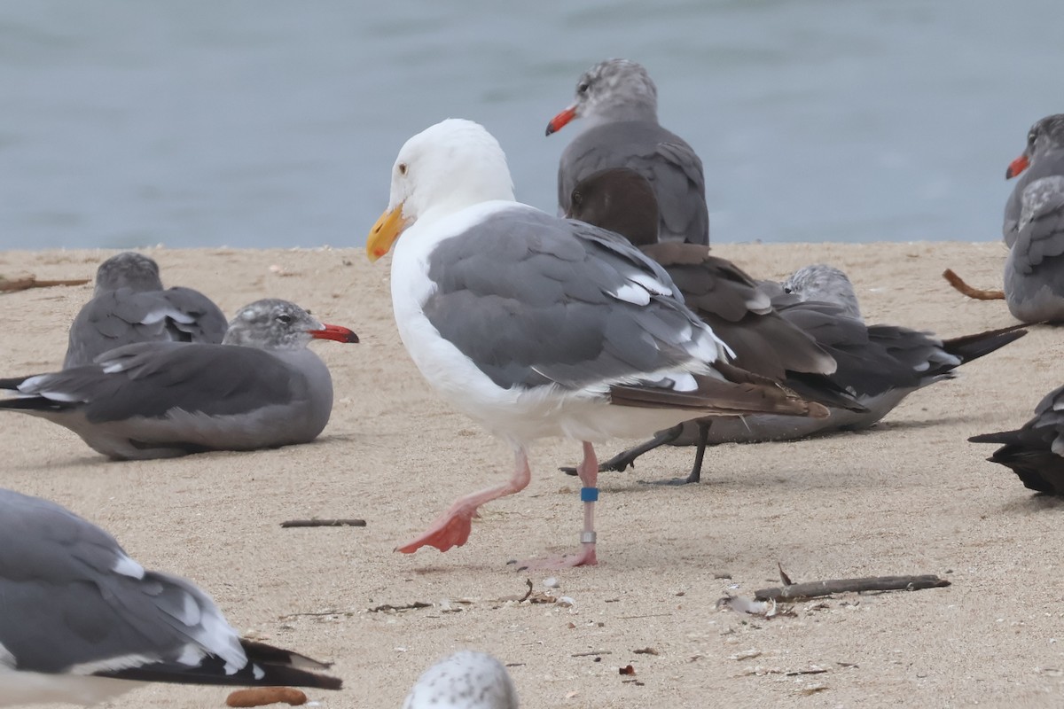 Western Gull - ML622829640